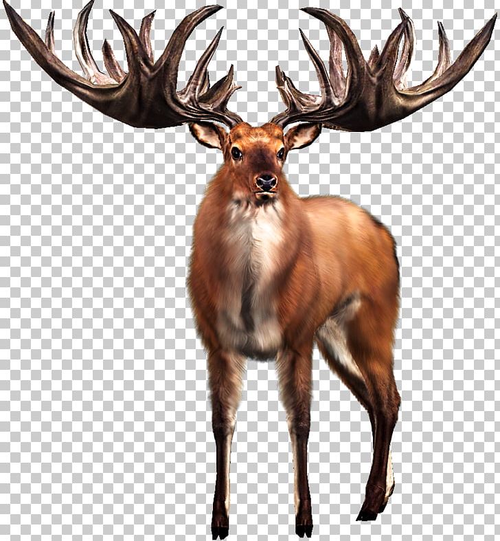 Irish Elk White-tailed Deer Big Buck Hunter PNG, Clipart, Animal, Animals, Antler, Arcade Game, Big Buck Hunter Free PNG Download