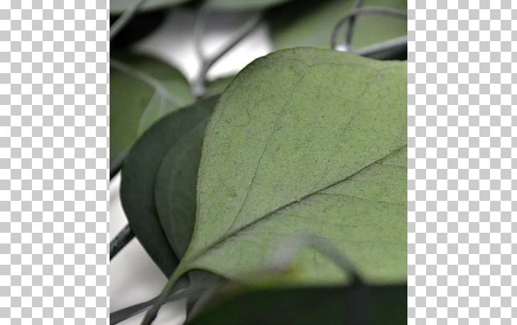 Leaf PNG, Clipart, Leaf, Plant, Populus Free PNG Download