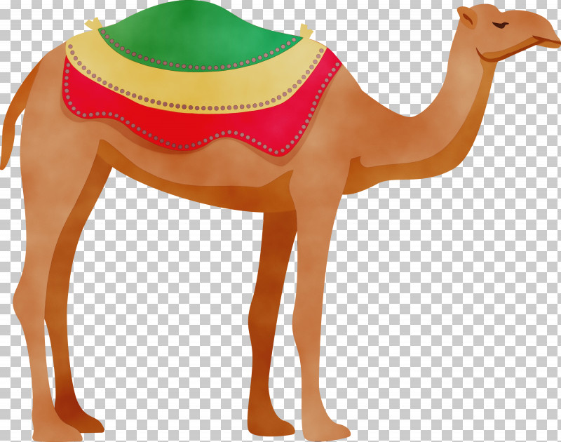 Dromedary Snout Camels PNG, Clipart, Arab Symbol, Camels, Dromedary, Paint, Snout Free PNG Download