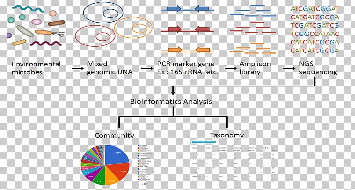 16S Ribosomal RNA Metagenomics Sequencing PNG, Clipart, 16s Ribosomal Rna, Amplicon, Archaeans, Area, Bacteria Free PNG Download