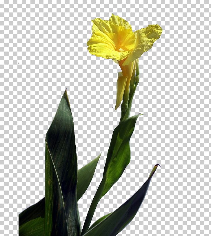 Canna Indica Flower Euclidean PNG, Clipart, Amaryllis Family, Beautiful, Beautiful Flowers, Big, Big Flower Free PNG Download