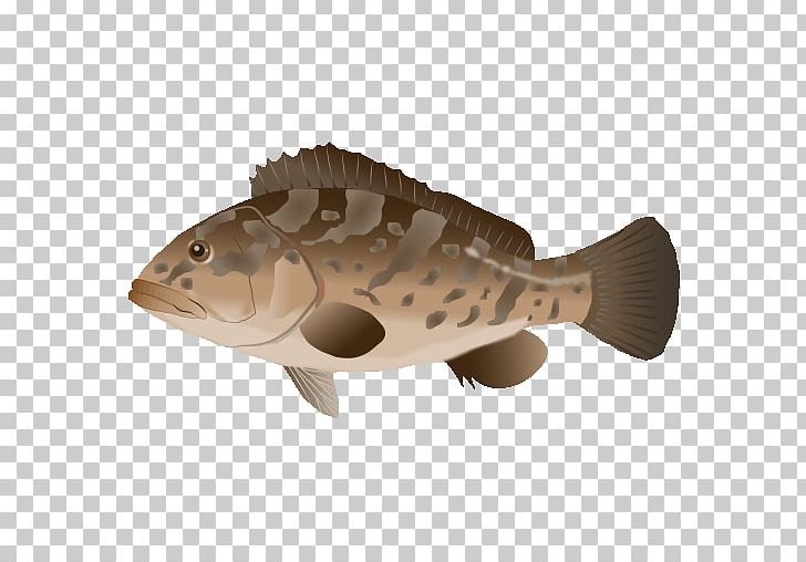 Fauna Perch Fish PNG, Clipart, Bony Fish, Fauna, Fish, Grouper, Others Free PNG Download