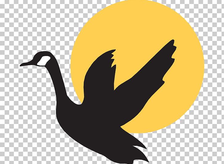 Goose Mallard Duck Bird PNG, Clipart, Animals, Beak, Bird, Canada Goose, Drawing Free PNG Download