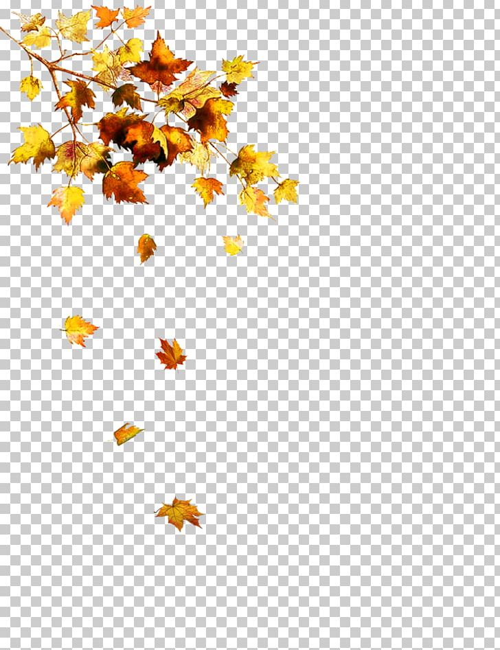Portable Network Graphics Leaf Autumn PNG, Clipart, Autumn, Autumn Leaf Color, Branch, Computer Icons, Feuille Morte Free PNG Download