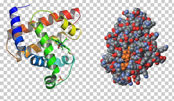 Protein Tertiary Structure Amino Acid Protein Structure Myoglobin PNG, Clipart, Acid, Amino Acid, Biochemistry, Body Jewelry, Myoglobin Free PNG Download