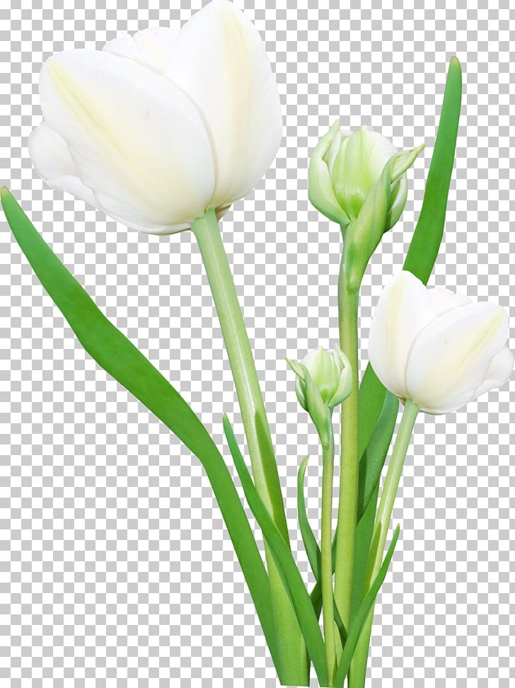 Flower Bouquet Digital Display Resolution PNG, Clipart, Bud, Cut Flowers, Digital Image, Display Resolution, Dots Per Inch Free PNG Download