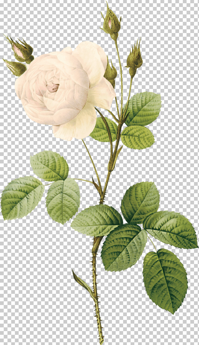 Rose PNG, Clipart, Branch, Flower, Leaf, Plant, Plant Stem Free PNG Download