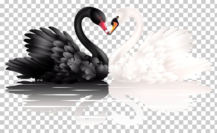 Black Swan Heart PNG, Clipart, Beak, Bird, Black Swan, Computer Icons, Computer Wallpaper Free PNG Download