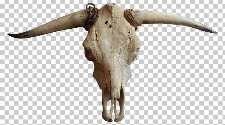 Cattle Goat Horn Bone PNG, Clipart, Bone, Cattle, Cattle Like Mammal, Cow Goat Family, Cow Skull Free PNG Download