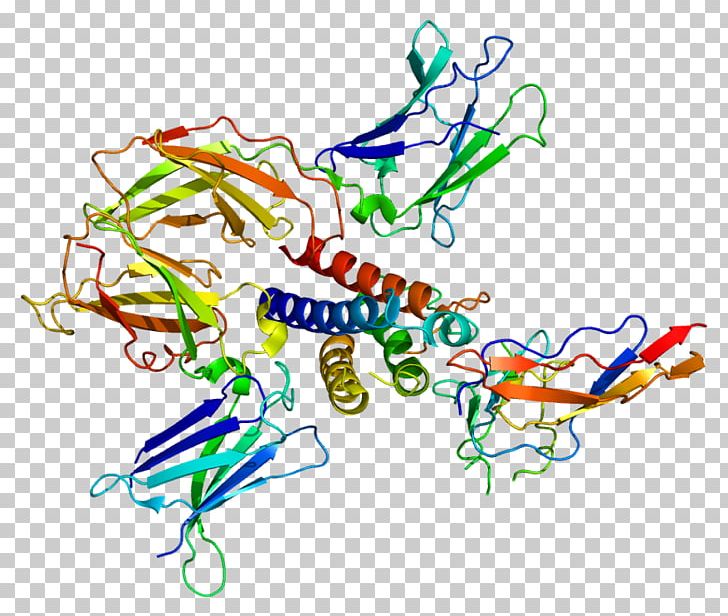 Common Gamma Chain IL-2 Receptor Interleukin 7 Interleukin-2 Gene PNG ...