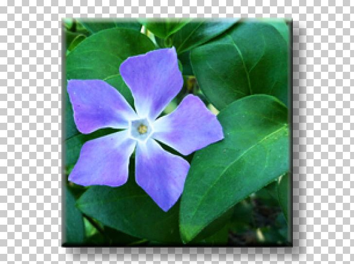 Greater Periwinkle Myrtle Perennial Plant Madagascar Periwinkle PNG, Clipart, Blue, Flora, Flower, Flowering Plant, Food Drinks Free PNG Download