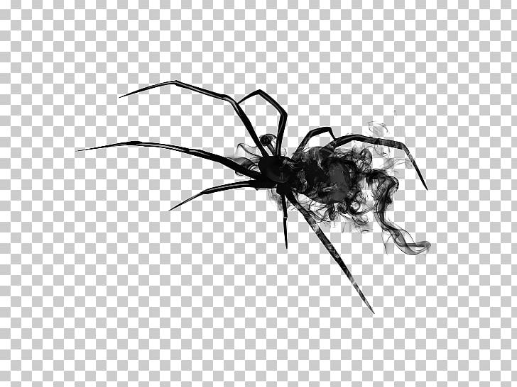 Spider Australia Snake Insect PNG, Clipart, Arachnid, Arthropod, Australia, Black And White, Editing Free PNG Download