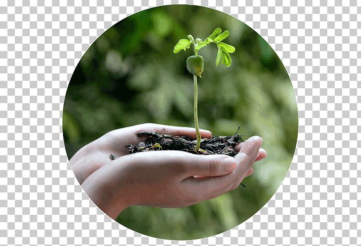 Tree Planting Tree Planting Project GreenHands Seed PNG, Clipart, Birth, Child, Ecology, Isha Foundation, Muscogee Free PNG Download