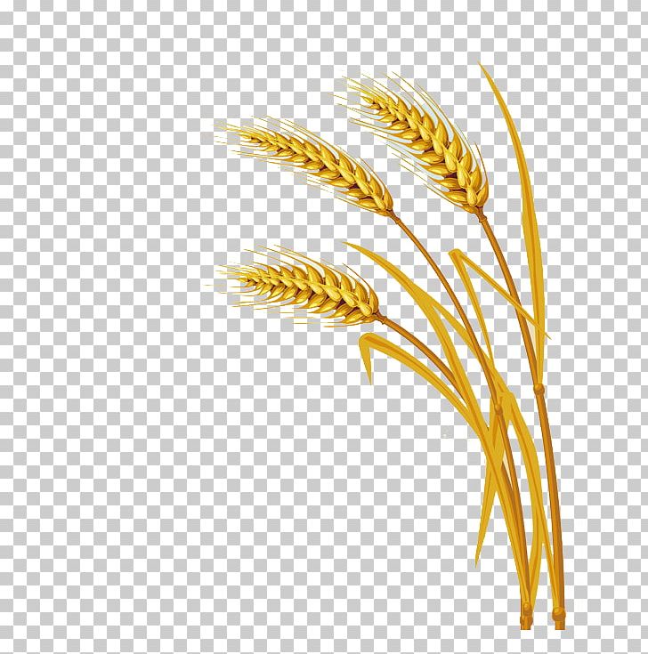 Wheat PNG, Clipart, Bumper, Commodity, Ear, Emmer, Encapsulated Postscript Free PNG Download