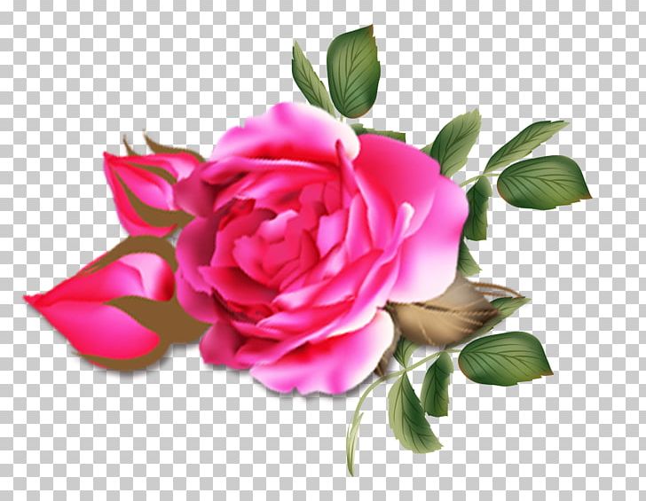 Garden Roses Rosa Chinensis Centifolia Roses PNG, Clipart, Artificial Flower, Encapsulated Postscript, Floribunda, Flower, Flower Arranging Free PNG Download