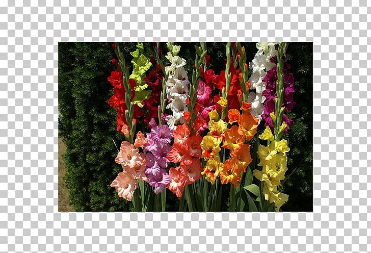 Gladiolus Cut Flowers Bulb Plant Coppertips PNG, Clipart, Annual Plant, Bulb, Canna Lily, Coppertips, Corm Free PNG Download