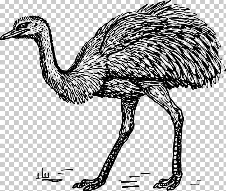 Common Ostrich Greater Rhea PNG, Clipart, Beak, Bird, Black And White, Common Ostrich, Download Free PNG Download