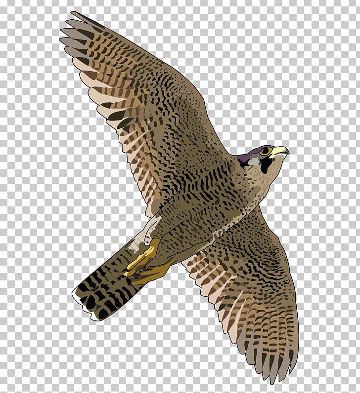 Falcon PNG, Clipart, Falcon Free PNG Download