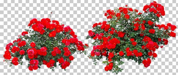 Rose Flower Shrub PNG, Clipart, Annual Plant, Artificial Flower, Bush, Bushes, Clips Free PNG Download