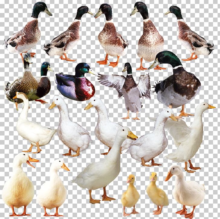The Ugly Duckling Goose Domestic Duck PNG, Clipart, Animal, Animals, Animation, Beak, Bird Free PNG Download