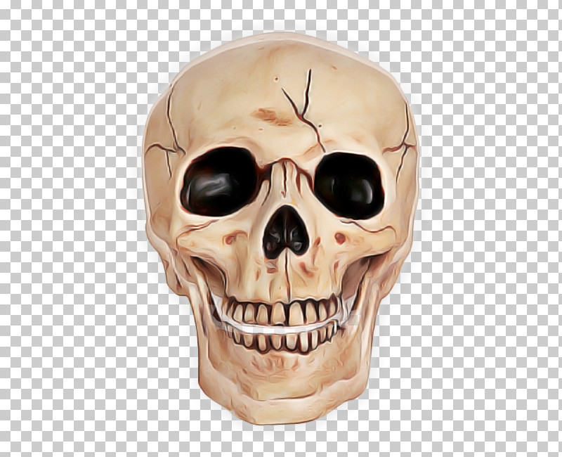 Bone Skull Face Skeleton Head PNG, Clipart, Bone, Chin, Face, Forehead, Head Free PNG Download