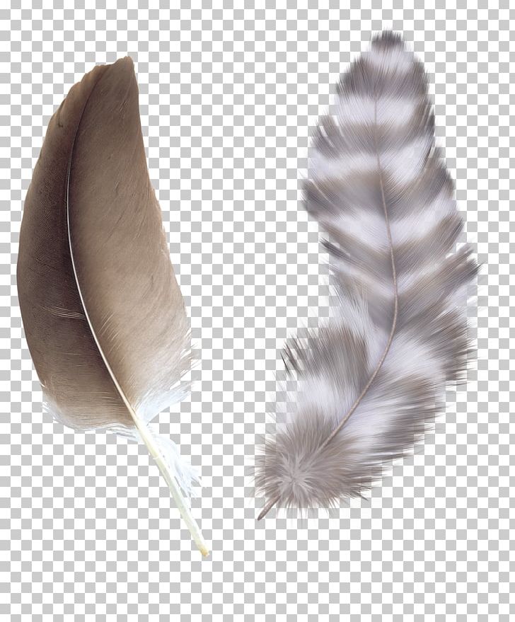 Bird Feather Color Asiatic Peafowl PNG, Clipart, Animals, Asiatic, Asiatic Peafowl, Bird, Brown Free PNG Download