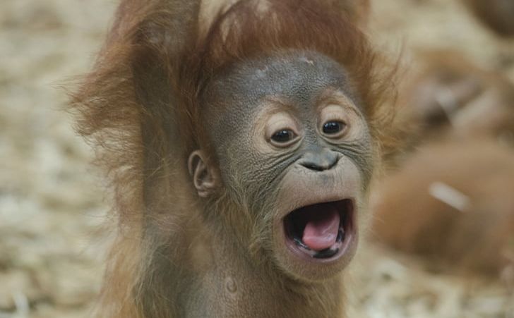 Borneo Bornean Orangutan Sumatra Great Apes The Orangutan PNG, Clipart, Animal, Animals, Ape, Baby Orangutans, Bornean Orangutan Free PNG Download