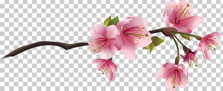 Cherry Blossom Drawing PNG, Clipart, Art, Blossom, Branch, Can Stock Photo, Cartoon Free PNG Download