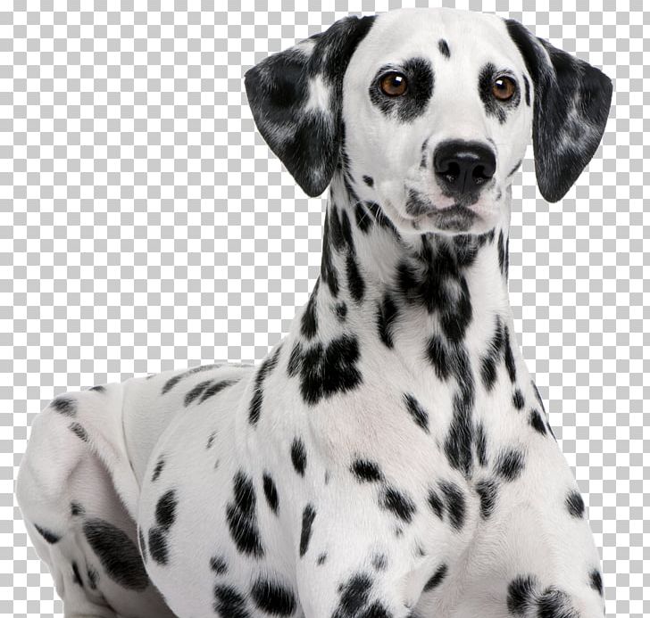 Dalmatian Dog Bulldog English Foxhound Labrador Retriever Flat-Coated Retriever PNG, Clipart, 101 Dalmatians, Animal, Animals, Bulldog, Carnivoran Free PNG Download