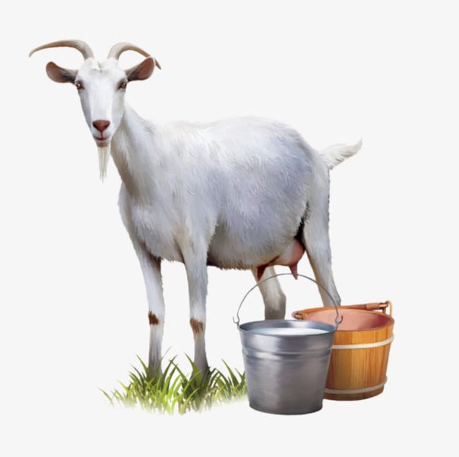 Goat's Milk PNG, Clipart, Drinks, Goats Clipart, Milk Clipart, Milking, Sheep Free PNG Download