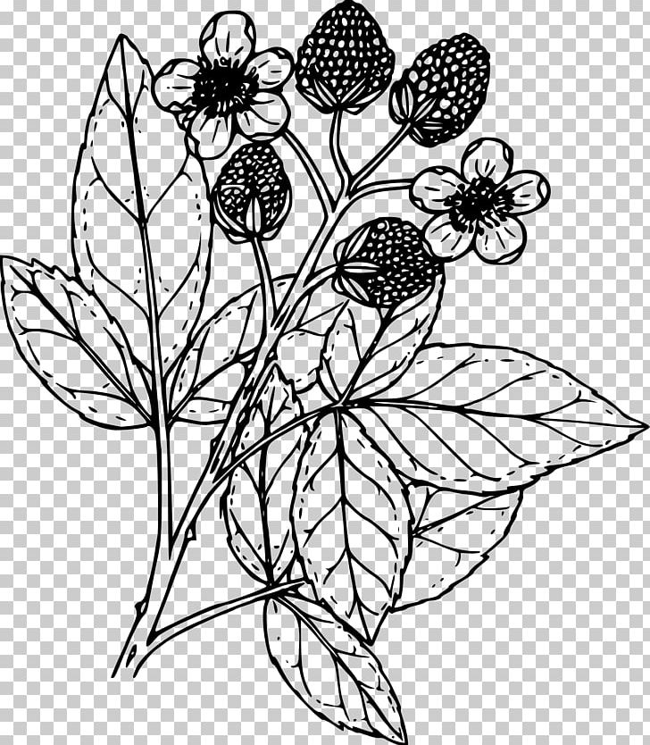 Coloring Book Drawing Blackberry PNG, Clipart, Art, Artwork, Branch, Brush Footed Butterfly, Flower Free PNG Download