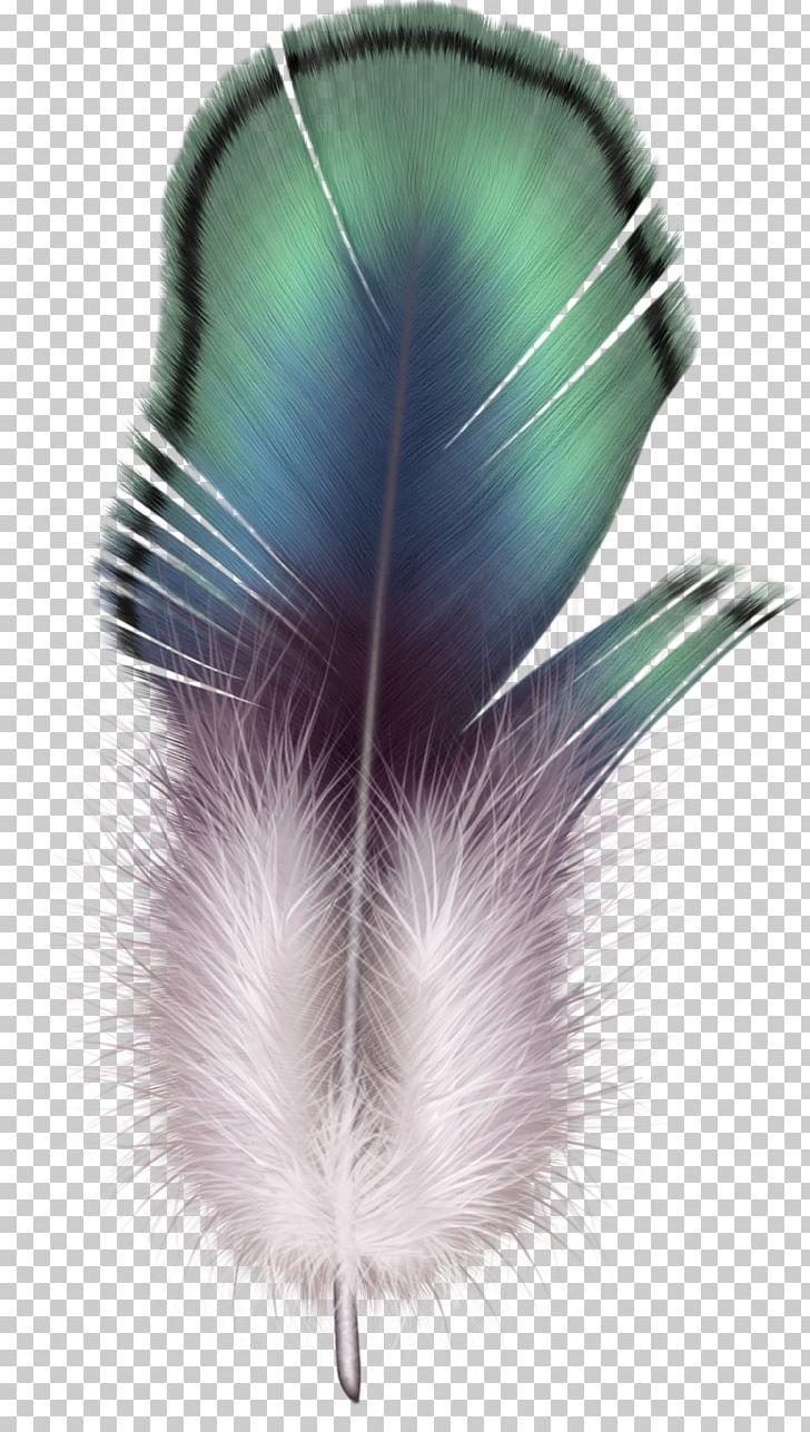 Feather PNG, Clipart, Feather Free PNG Download