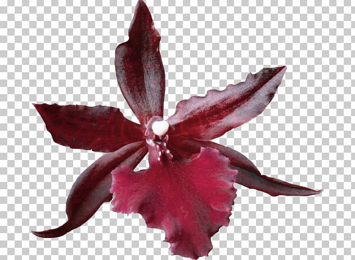 Pressed Flower Craft Petal Plant PNG, Clipart, Adobe Flash, Cattleya, Digital Image, Flora, Floral Design Free PNG Download