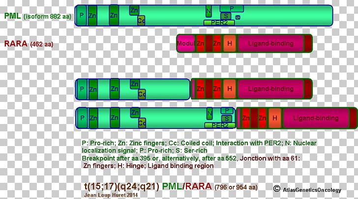 Acute Promyelocytic Leukemia Chromosomal Translocation Progressive Multifocal Leukoencephalopathy Acute Myeloid Leukemia PNG, Clipart, Acute Myeloid Leukemia, Acute Promyelocytic Leukemia, Bcl2, Brand, Chromosomal Translocation Free PNG Download