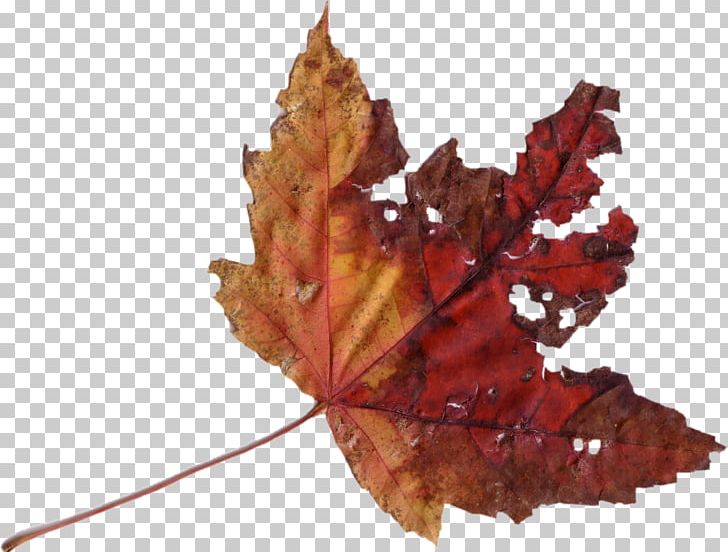 Maple Leaf Scanner Photography PNG, Clipart, Autumn, Autumn Leaves, Barcode, Feather, Image Scanner Free PNG Download