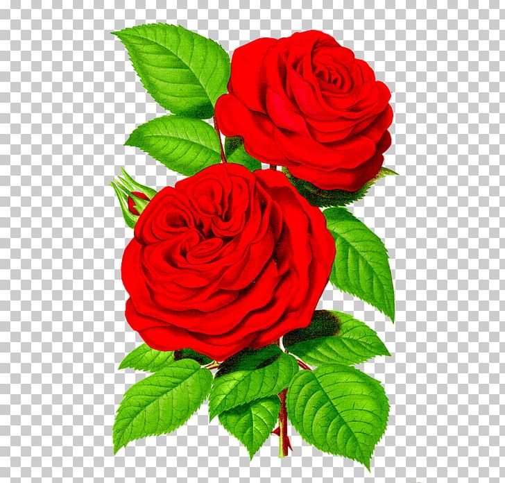 Rose Decoupage Flower PNG, Clipart, Art, Black Rose, China Rose, Cut Flowers, Decoupage Free PNG Download