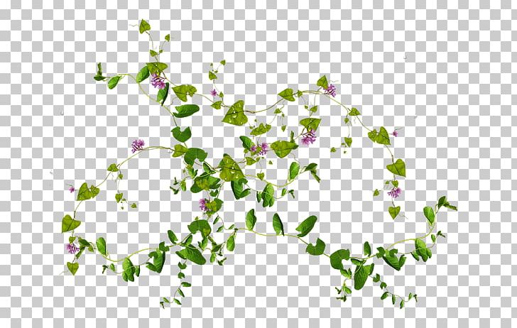 Vine Flower Leaf PNG, Clipart, Branch, Common Ivy, Desktop Wallpaper, Flora, Flower Free PNG Download