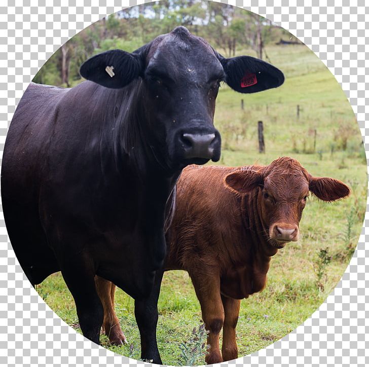 Calf Dairy Cattle Ox Bull PNG, Clipart, Animal, Bull, Calf, Cattle, Cattle Like Mammal Free PNG Download