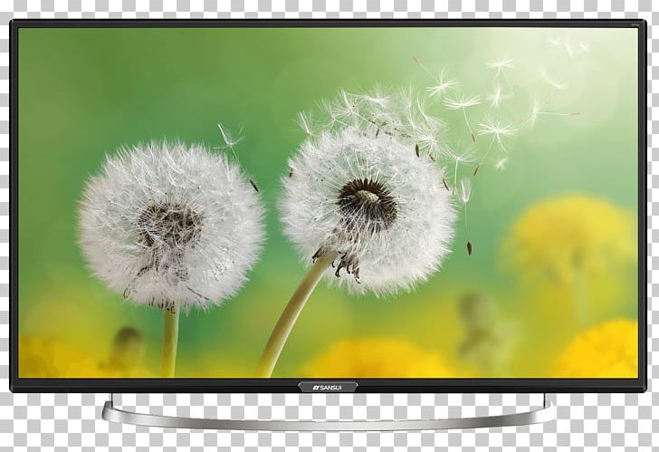 Flower High-definition Television Inch PNG, Clipart, Computer, Computer Wallpaper, Dandelion, Desktop Wallpaper, Flora Free PNG Download