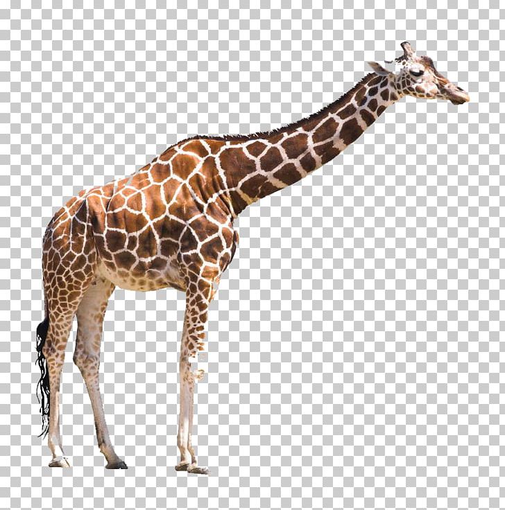 Giraffe Board Book Online Book Publishing PNG, Clipart, Alphabet Book, Animal, Animal Figure, Animals, Book Free PNG Download