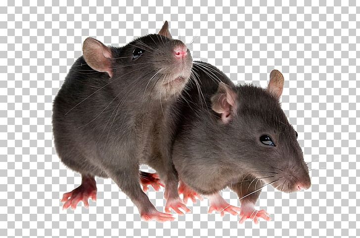 Rodent Mouse Brown Rat Black Rat Pest Control PNG, Clipart, Black Rat, Brown Rat, Cat, Fancy Rat, Fauna Free PNG Download
