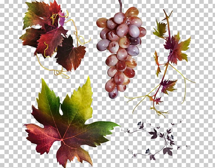 Grape Leaves Autumn IFolder PNG, Clipart, Autumn, Depositfiles, Email, Flowering Plant, Food Free PNG Download