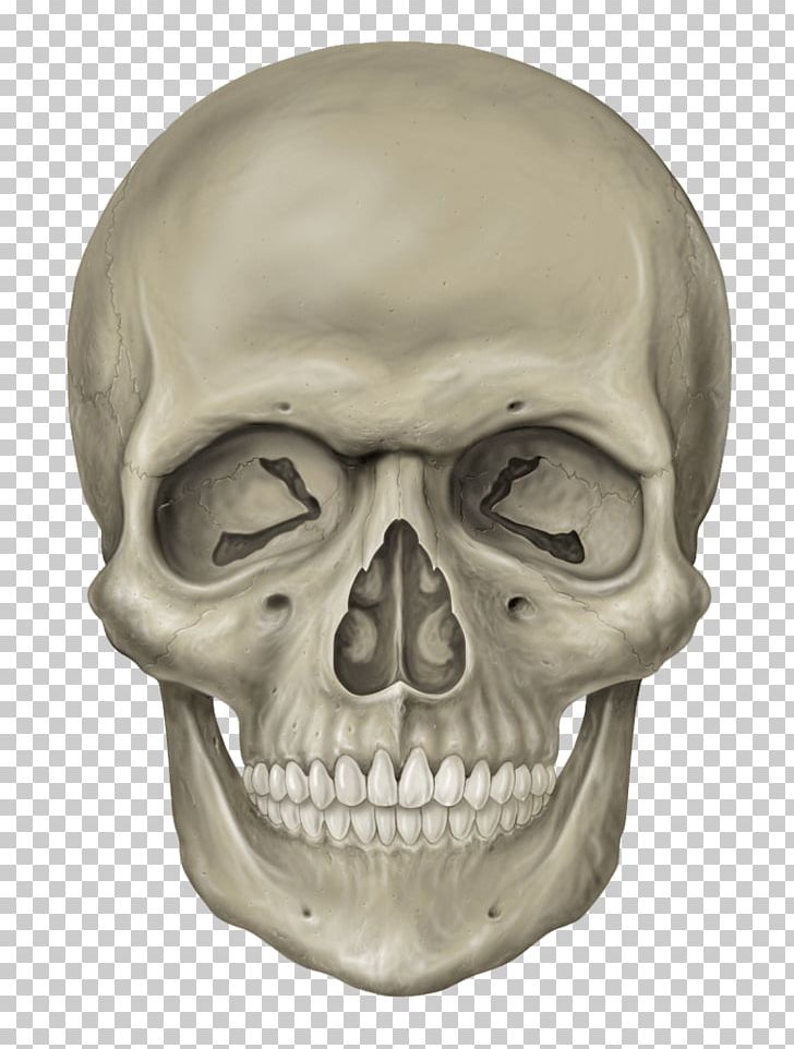 Skull Human Skeleton PNG, Clipart, Alcohol, Anatomy, Atlas, Away, Axial Skeleton Free PNG Download