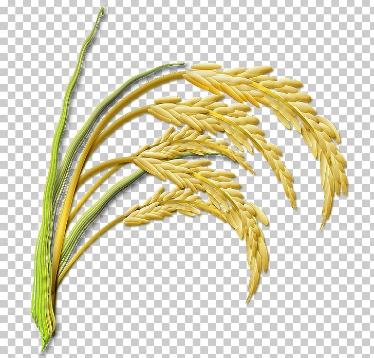 Cereal Rice 稲刈り Gabah 常盤村 養鶏農業協同組合 PNG, Clipart, Agriculture, Bumper Crop, Cereal, Cereal Germ, Chaff Free PNG Download