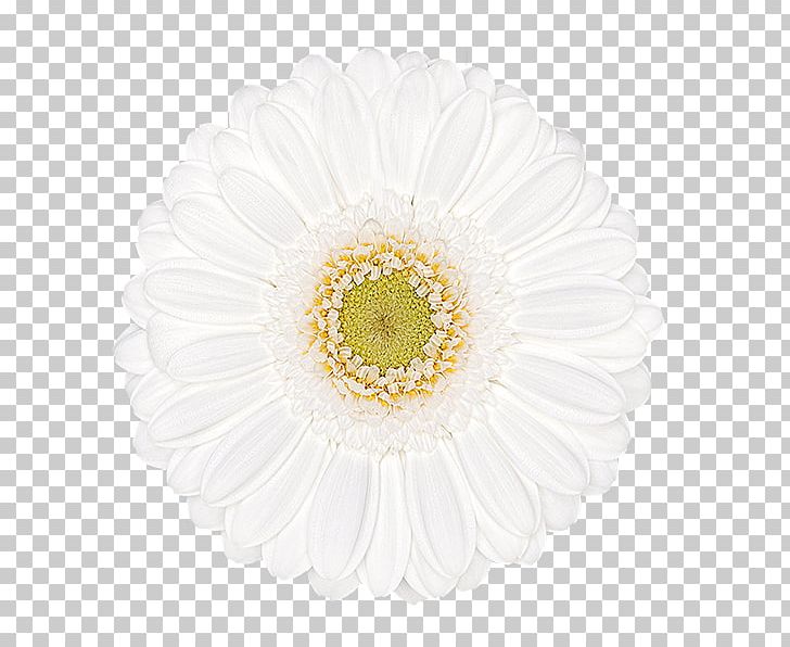 Transvaal Daisy Chrysanthemum Cut Flowers Petal PNG, Clipart, Asterales, Chrysanthemum, Chrysanths, Cut Flowers, Daisy Free PNG Download