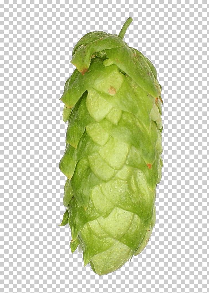 Zhuhai Sidanna Trading Co. PNG, Clipart, Breed, Company, Country, Hops, Humulus Lupulus Free PNG Download