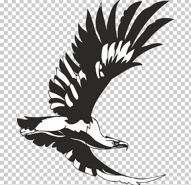 Bird Stencil Eagle Aquila Accipitrinae PNG, Clipart, Animals, Aquila, Art, Artwork, Beak Free PNG Download