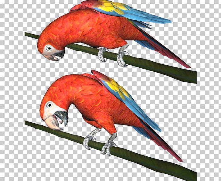 Macaw Parakeet Parrot Bird PNG, Clipart, Animals, Beak, Bird, Budgerigar, Fauna Free PNG Download
