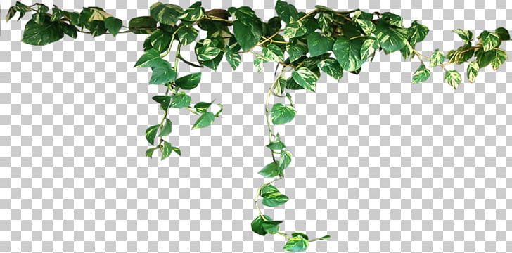 Plant Vine PNG, Clipart, Areca Palm, Branch, Clip Art, Epipremnum Pinnatum, Flora Free PNG Download