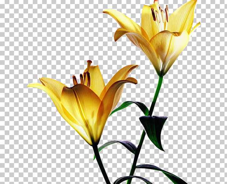 Tiger Lily Yellow Flower Red PNG, Clipart, Bulb, Cut Flowers, Decoration, Flora, Flowering Plant Free PNG Download